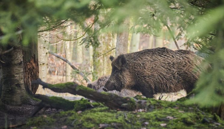 Attēls rakstam: Āfrikas cūku mēris pagājušajā nedēļā konstatēts 17 mežacūkām, tostarp vienai Ogres novadā