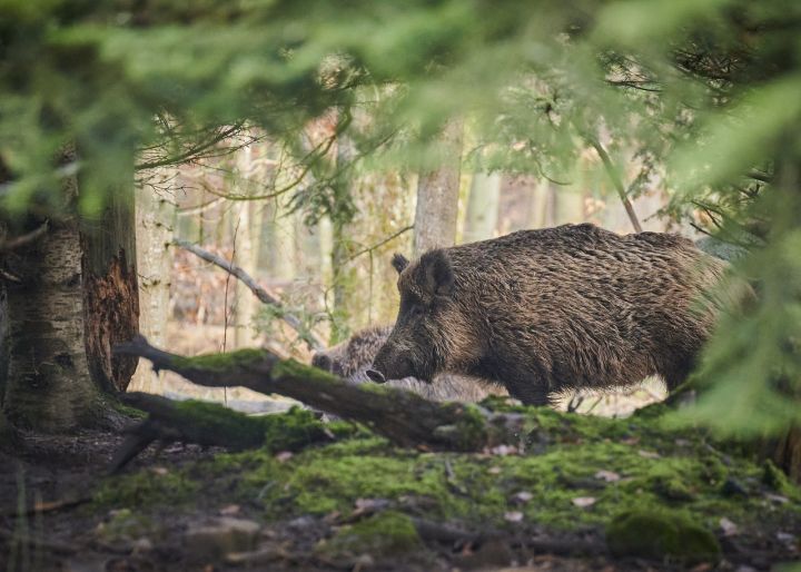 Āfrikas cūku mēris pagājušajā nedēļā konstatēts 17 mežacūkām, tostarp vienai Ogres novadā