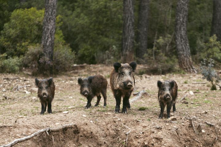 Āfrikas cūku mēris pagājušajā nedēļā konstatēts 59 mežacūkām, tostarp 14 Ogres novadā