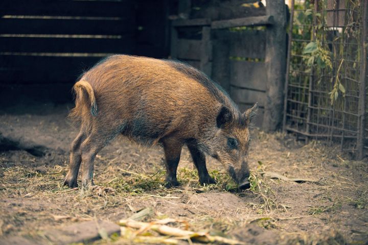 Āfrikas cūku mēris pagājušajā nedēļā konstatēts 41 mežacūkai, tostarp sešām Ogres novadā