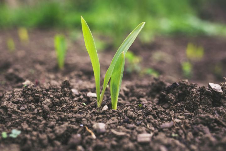 Lai pievērstu uzmanību augsnes veselībai, tiek uzsākta kampaņa “Augsnes stāsti”
