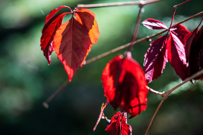 FOTO: Rudens izrotātā Ogre