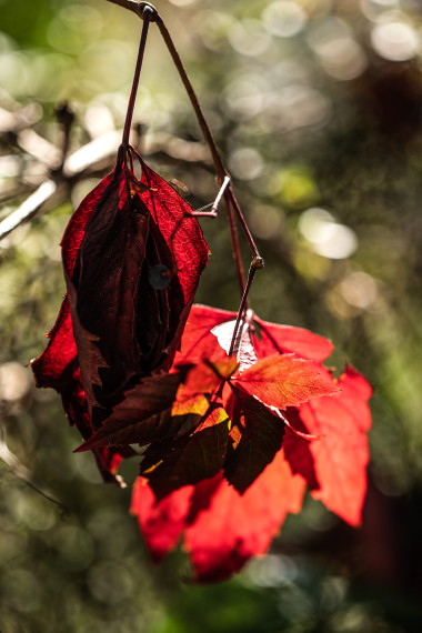 FOTO: Rudens izrotātā Ogre