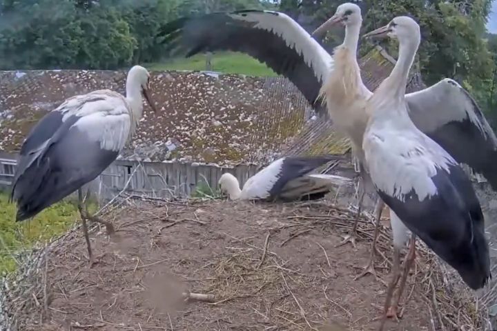 Aizkustinoši, bet neveikli! Mazais stārķēns dodas vienā no pirmajiem lidojumiem