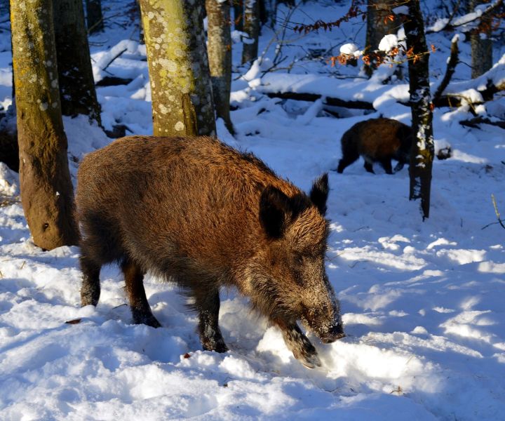 Āfrikas cūku mēris pagājušajā nedēļā konstatēts 51 mežacūkai, tostarp 7 Ogres novadā