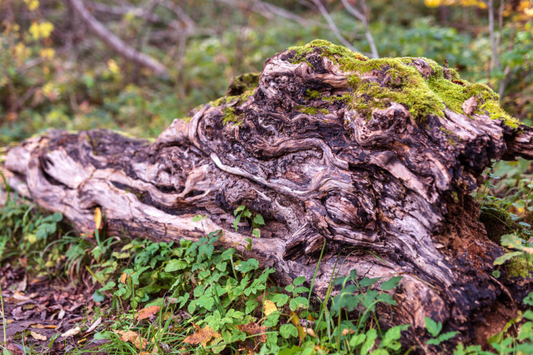 FOTO: Ogre rudens nokrāsās