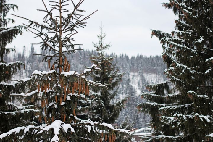 Ceturtdien gaidāma gan saule, gan nokrišņi