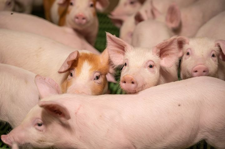 "Baltic Pork" cūku kompleksa būvniecības piektajā kārtā plāno investēt divus miljonus eiro