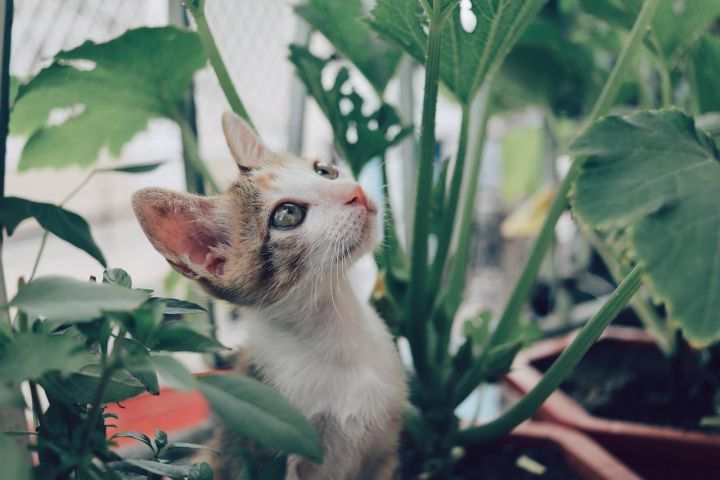 Bīstamās lilijas, tulpes, dracēnas un alvejas. Aizliegto augu saraksts kaķu saimniekiem