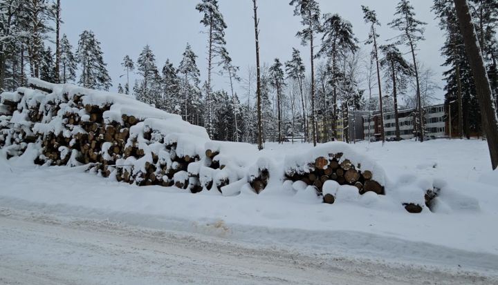 Izsole kustamai mantai – kompleksā “Zilie kalni” izzāģētie kokmateriāli (malka)