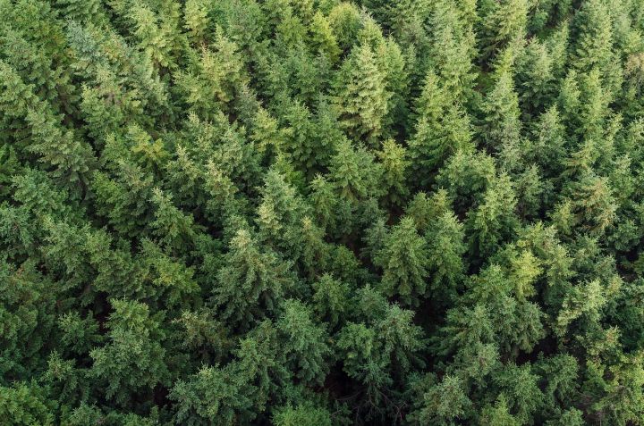 Konkursā "Sakoptākais mežs" saņemti 19 pieteikumi, tostarp no Ogres novada