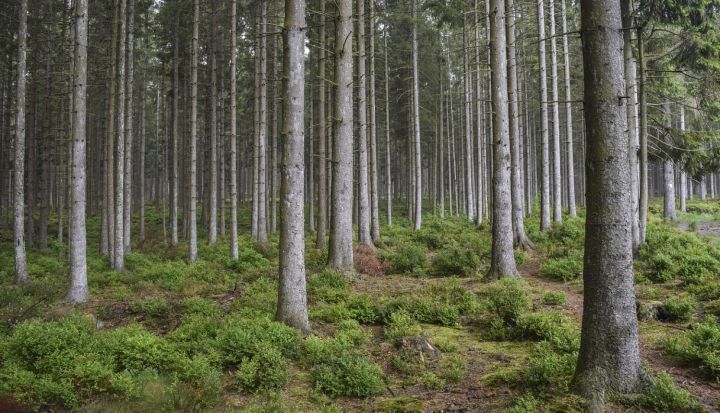 Meža konsultāciju pakalpojumu centrs konsultē un informē par meža apsaimniekošanu