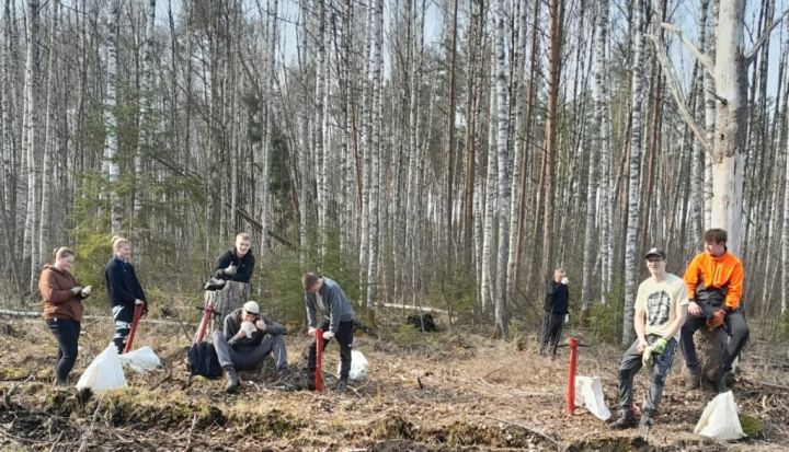 Ogres tehnikuma audzēkņi atjauno mežu Tomes pagastā