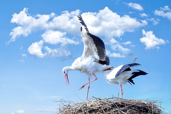 Pieci ornitologa padomi balto stārķu potenciālajiem "saimniekiem"