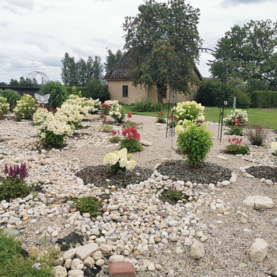 FOTO. Miers, lavandu smarža un reibinošs skaistums &quot;Lavandu lejās&quot;