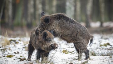 Attēls rakstam: Āfrikas cūku mēris pagājušajā nedēļā konstatēts 36 mežacūkām, tostarp četrām Ogres novadā