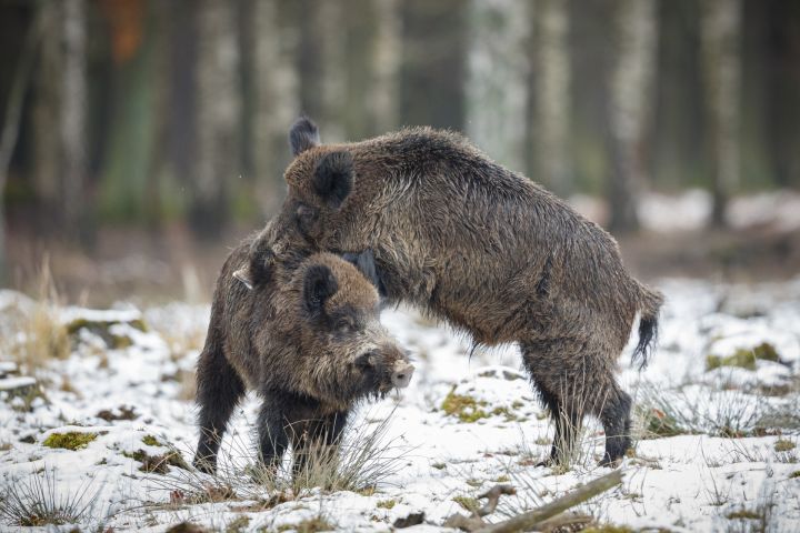 Āfrikas cūku mēris pagājušajā nedēļā konstatēts 36 mežacūkām, tostarp četrām Ogres novadā