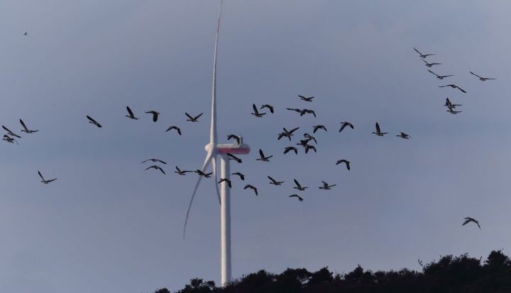 Paziņojums par vēja elektrostaciju parka “Ogre-Bauska-Aizkraukle” ietekmes uz vidi novērtējuma sākotnējo sabiedrisko apspriešanu