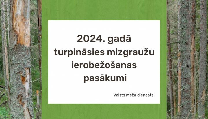 Valsts meža dienests informē – no 1.aprīļa noteiktās egļu audzēs aizliegta koku ciršana