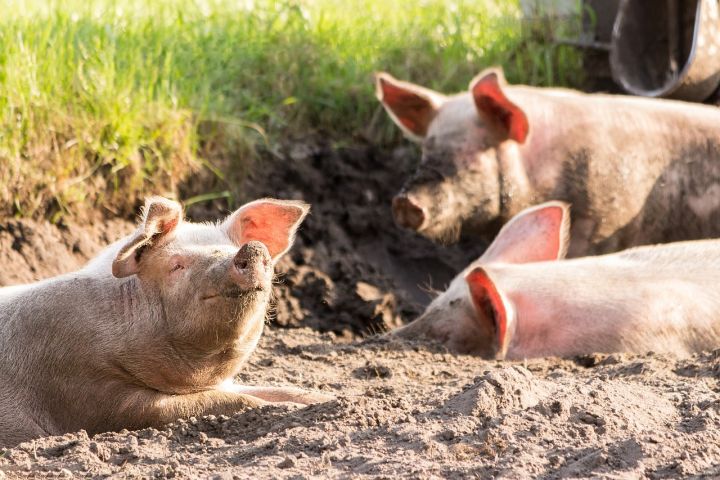 Lauberes pagastā notiks sabiedriskā apspriešana par piesārņojošās darbības atļauju cūku audzēšanas kompleksā "Rukši"