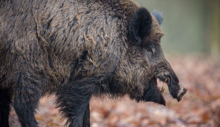 Attēls rakstam: Āfrikas cūku mēris pagājušajā nedēļā konstatēts 26 mežacūkām, tostarp vienai Ogres novadā