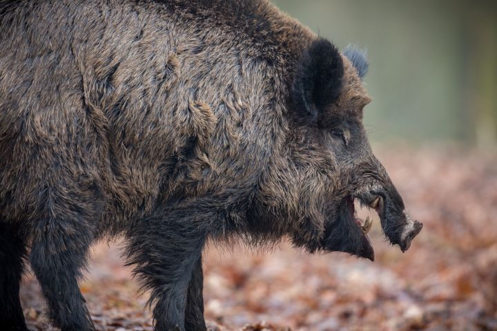 Āfrikas cūku mēris pagājušajā nedēļā konstatēts 26 mežacūkām, tostarp vienai Ogres novadā