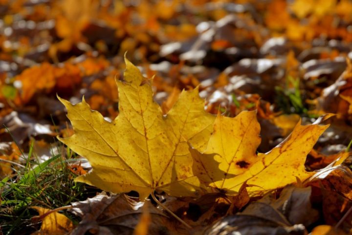 Sudraba brīdi iemainīt zeltā nāk rudens saule