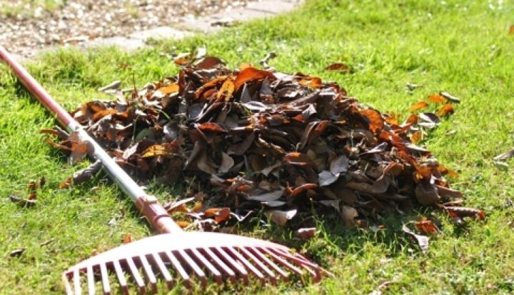 Pilsētā koku lapas dedzināt nedrīkst!