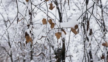 Attēls rakstam: Novembris, visticamāk, sāksies ar vētru, stipru lietu un sniegu